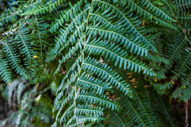 Green fern leaves for the background.