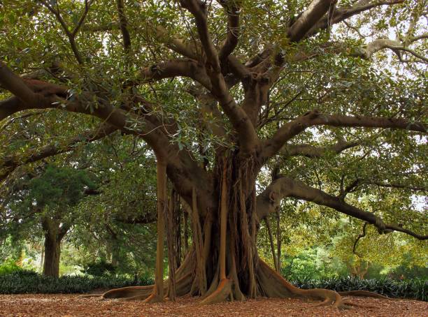 istock A massive ancient fig tree with sprawling branches and aerial roots in the Royal Botanic Gardens, Sydney, surrounded by lush greenery and a natural forest setting 2200019787