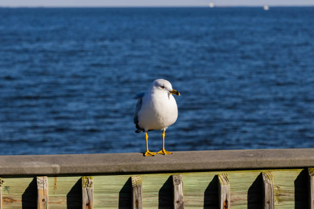 Seagull