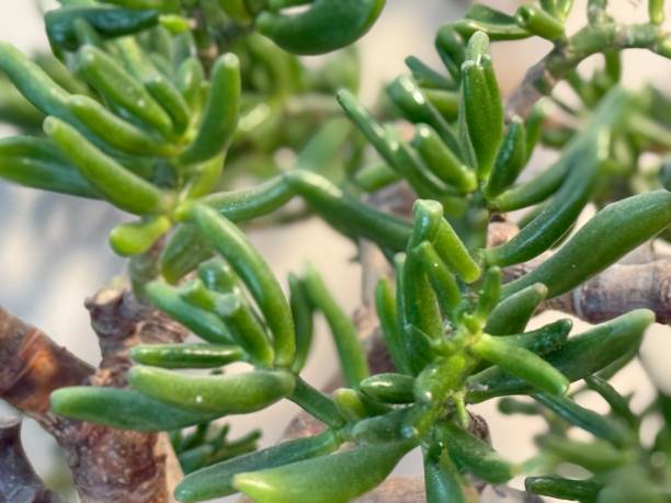 istock Jade Plant Succulent 2200022180