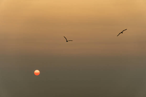 The sun and two birds form a symmetrical triad, where the silhouettes of the animals and the perfect round shape of the sun can be seen during a sunset with a bit of haze