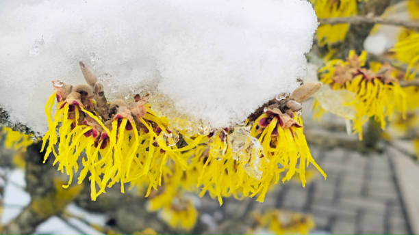 Cherry tree branches covered in ice in Winter