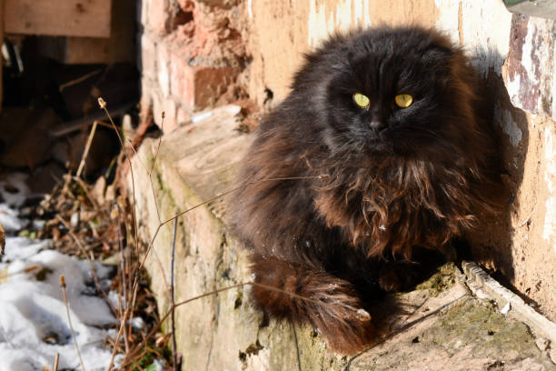 istock Contented Slumber: Black Cat Basking in the Warmth 2200025264