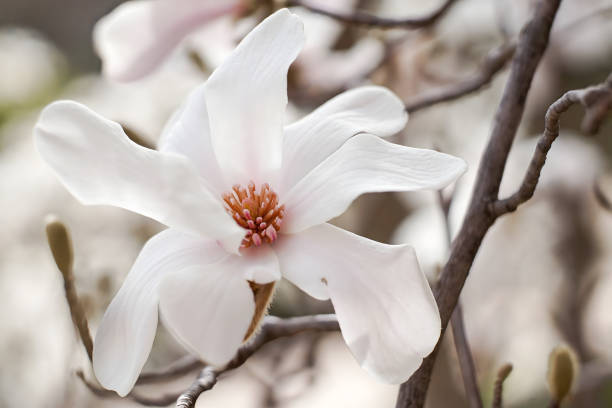 istock White magnolia flower blooming in spring 2200025389