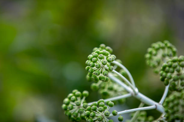A blooming paperplant (fatsia japonica, fatsi, false castor oil plant,Japanese aralia) along a path in a nature preserve.
