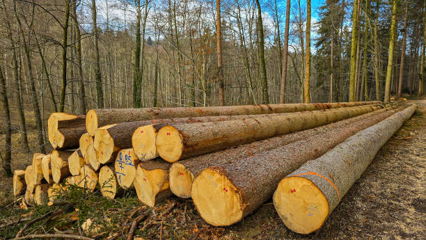 istock Stacked tree trunks next to a mixed forest path in the picturesque Bodensee region in Germany 2200029351