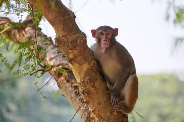 istock Cute little monkey sits on tree trunk in public indian park against green plants backdrop 2200032147