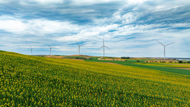 istock Wind Turbines in a Sunflower Field 2200032904