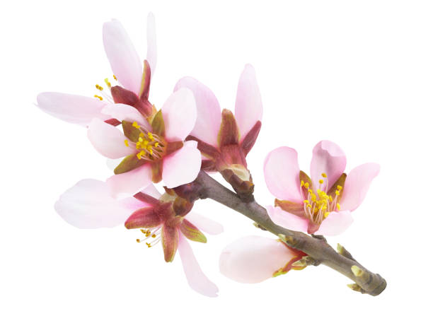 istock Pink almond tree branchlet with blossoms isolated on white background 2200033568