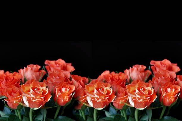 Miniature coral roses on the big empty black background in horizontal position with free copy space