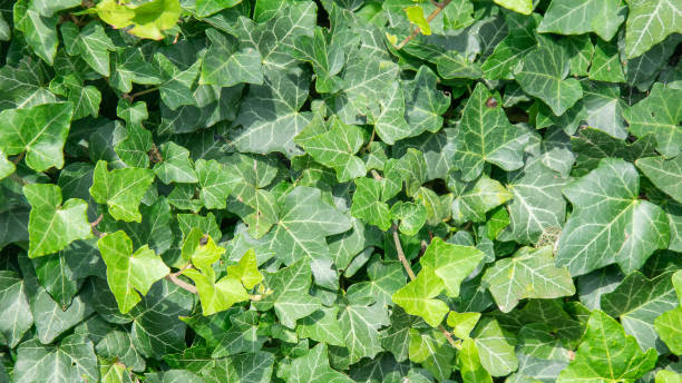 istock green ivy leaves with visible details . background 2200035699