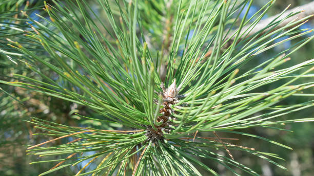 istock green pine branches on a sunny day 2200035744