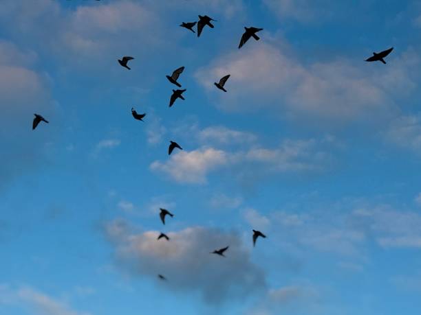 istock Flock of birds flying by a cloudy sky 2200036613
