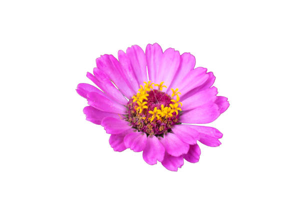 Zinnia in macro