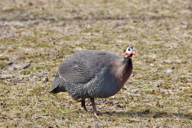 istock Helmeted Guineafowl hen 2200040946