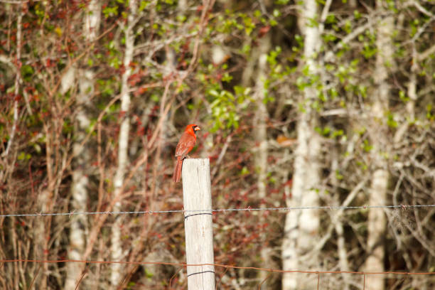 A Northern Cardinal perches on a fence post