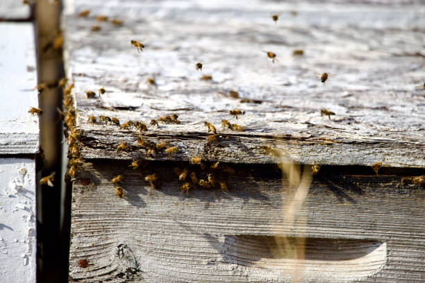 istock Honey bees take off and land at a beehive 2200042363