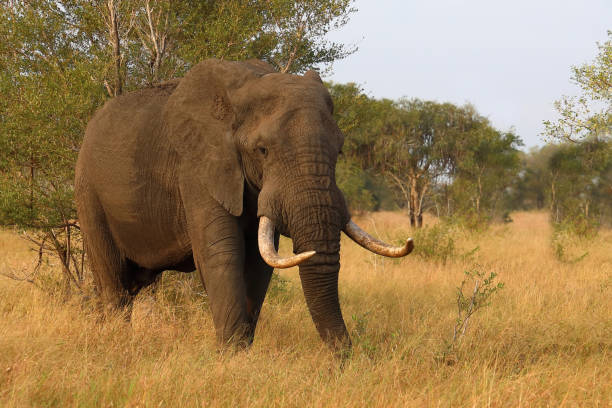 istock Afrikanischer Elefant / African elephant / Loxodonta africana 2200042776
