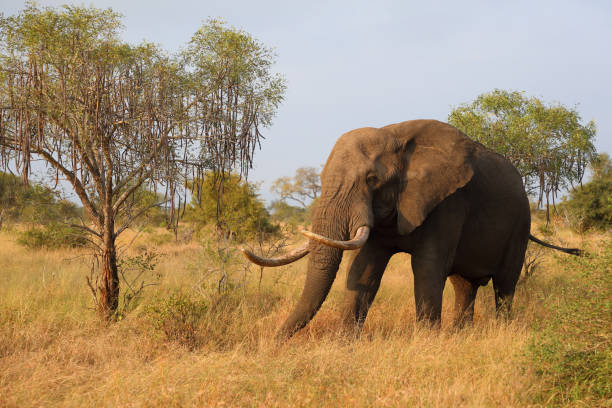 istock Afrikanischer Elefant / African elephant / Loxodonta africana 2200042912