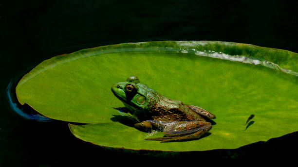 istock Bullfrog and Lilypad 2200044728