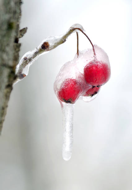 istock bright red hawthorn berries in ice in winter 2200045114