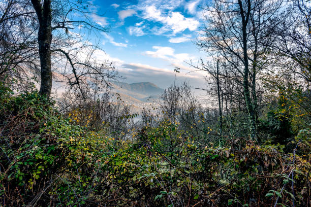 Sierra de Gredos tras la maleza. Ávila.
