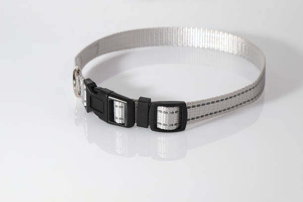 istock Dog collar, pet assessory, grey nack wear 2200047379