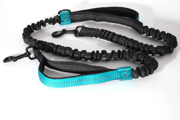 istock Black dog leash, pet accessory for walk 2200047423
