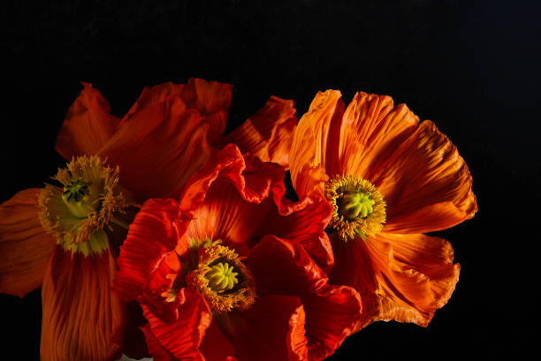 istock Bright orange poppies on a dark background in contrasting lighting create a dramatic and emotional effect. 2200050601