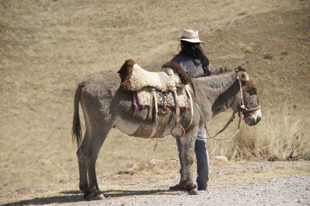 One packed donkey with soil walking down the stairs in front of old buildings in desert village in Wadi Bani Awf - Al Hamra,Oman