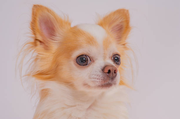 istock Chihuahua dog, white with red color on a light background. 2200052700