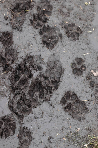 istock Dog Paw Print In Mud 2200054156