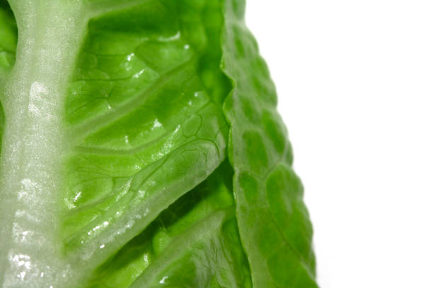 istock Close Up of Lettuce Leaf or Leaves on a White Background 2200054447