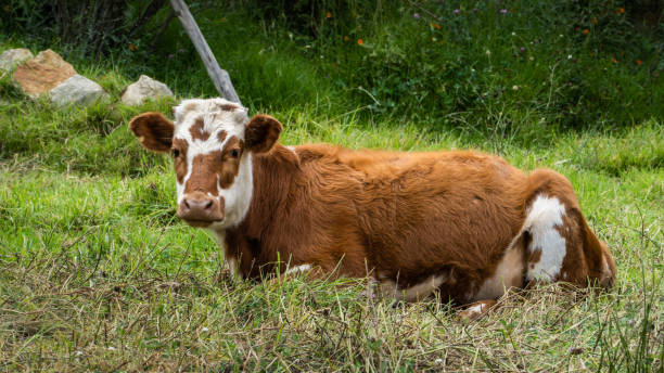 istock Brown and White Cow Resting on Green Pasture 2200055539