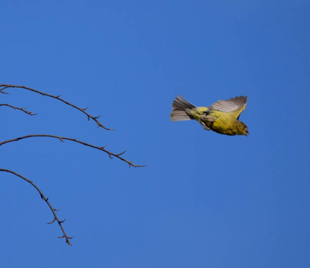 Yellow-fronted canary (Crithagra mozambica) in a South African Game Reserve.