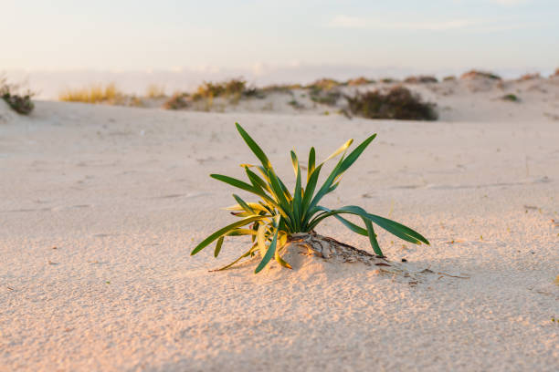 Sea daffodil thrives in the coastal dunes under the golden light.