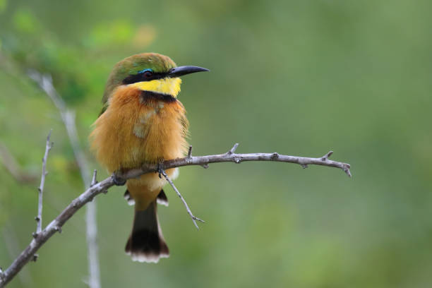 istock Zwergspint / Little bee-eater / Merops pusillus 2200058034