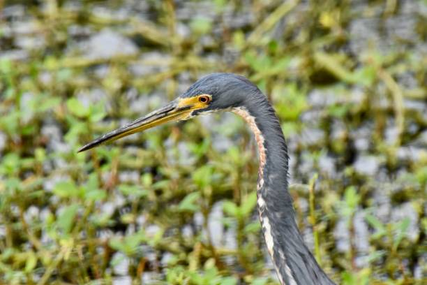 istock close up tricolored heron head 2200058448