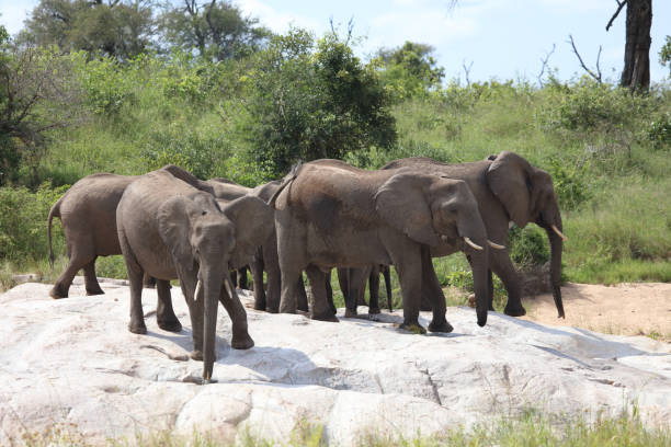 istock Afrikanischer Elefant / African elephant / Loxodonta africana 2200058471