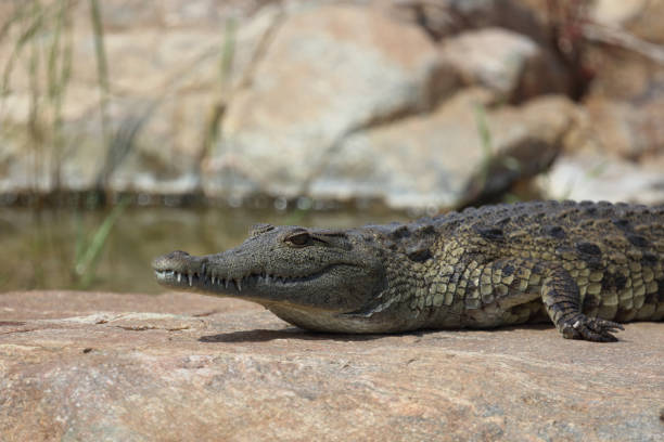 istock Nilkrokodil / Nile crocodile / Crocodylus niloticus 2200058473