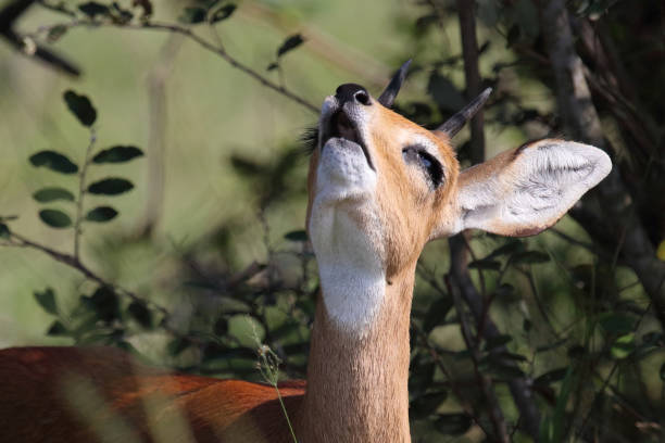 istock Afrikanischer Steinbock / Steenbok / Raphicerus campestris 2200058871
