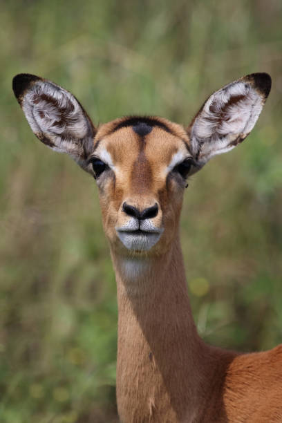 istock Schwarzfersenantilope / Impala / Aepyceros melampus 2200058964
