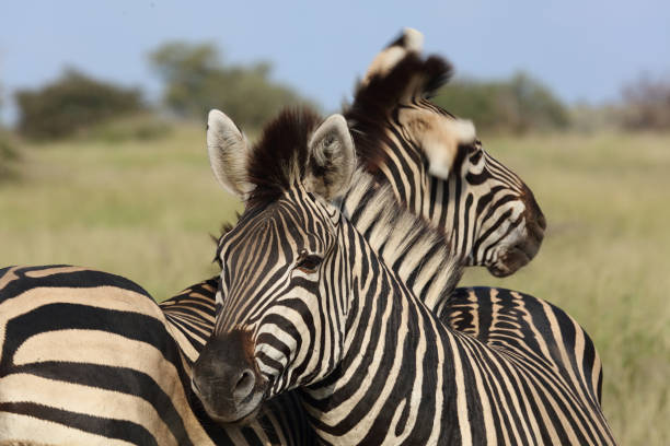 istock Steppenzebra / Burchell's zebra / Equus quagga burchellii 2200059660