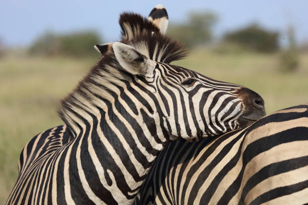 istock Steppenzebra / Burchell's zebra / Equus quagga burchellii 2200059663