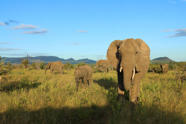 istock Afrikanischer Elefant / African elephant / Loxodonta africana 2200059969