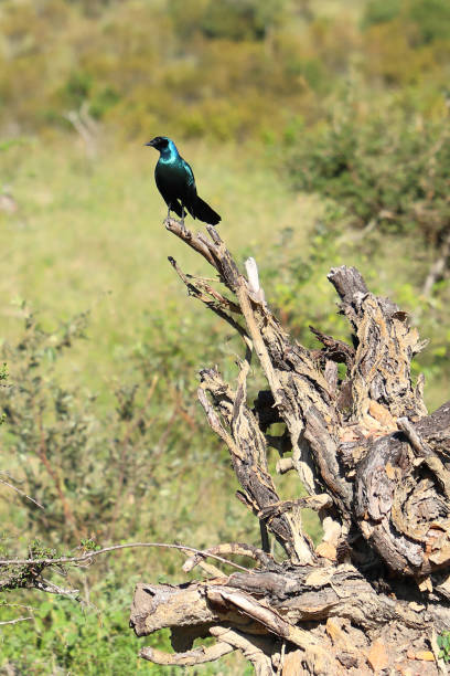 istock Riesenglanzstar / Burchell's starling / Lamprotornis australis 2200060099