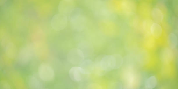 istock Defocus light green natural background with greenery. Blurred leaves, bokeh. 2200060221