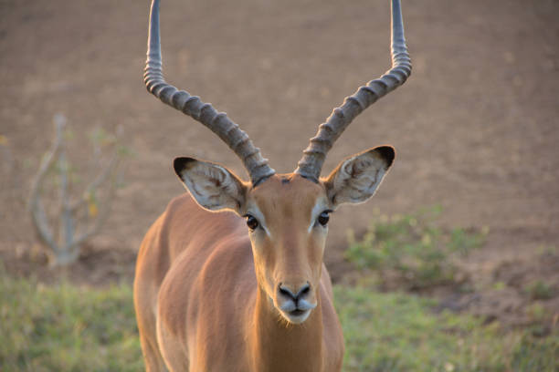 A striking antelope stands tall in its natural habitat, showcasing its majestic curved horns against the backdrop of the African wilderness. A perfect representation of wildlife beauty and survival in the savannah.