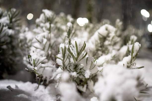 plants in the park covered with snow