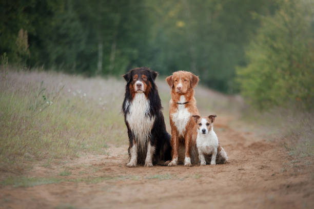 istock Group of dogs on a dirt path 2200064496
